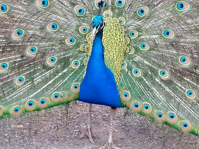 Charlie the Peacock at Blervie House