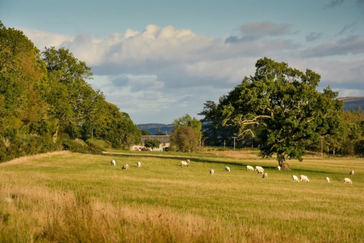 Cardross Ash and Hawthorne Cottages Sheep in field
