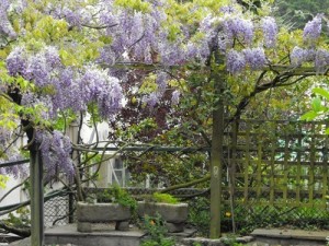 firgrove wisteria at the back of firgrove