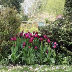 Kilmokea B&B - garden-purple tulips