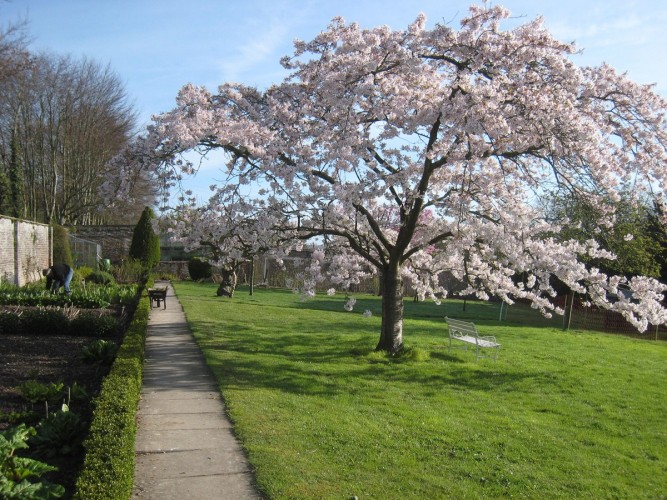 Lordington House B&B - cherry blossom and garden
