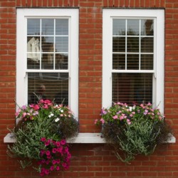 One Fanthorpe Street bed and breakfast window boxes