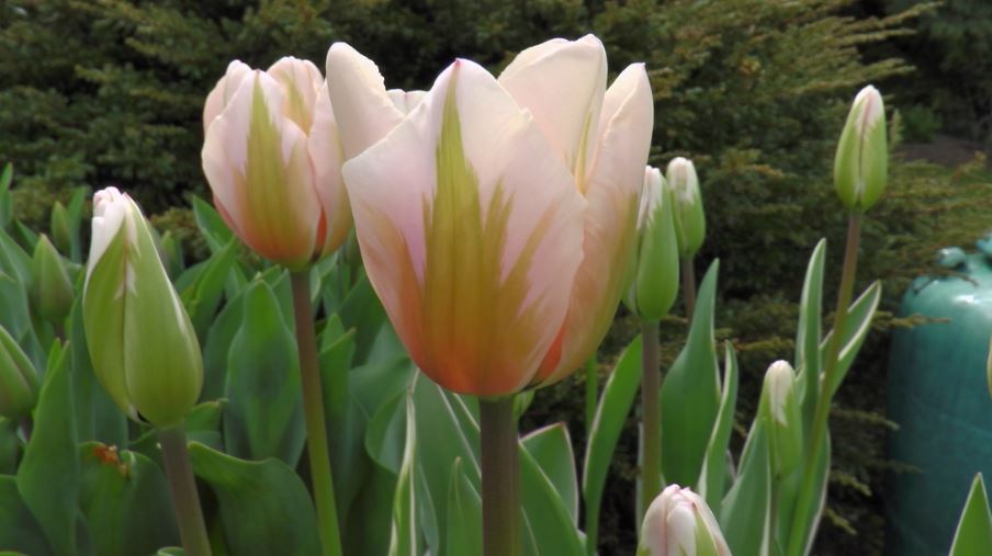 Tulips at Spindrift