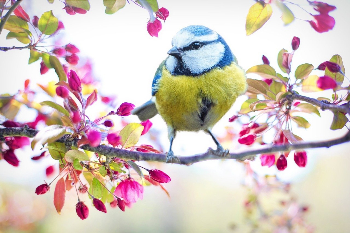 Spring bird and blossom
