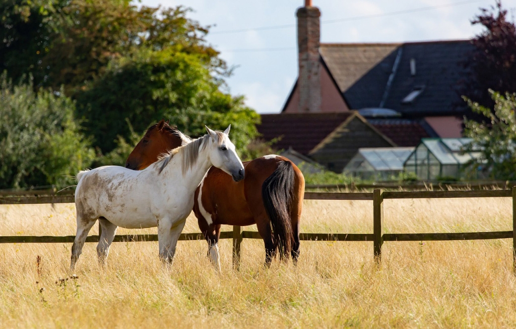 There are several Wolsey Lodges with resident horses, enough land for cross-country hacks and occasionally stabling so riders can bring their own mounts. These are the lodges that provide hospitality for horses.