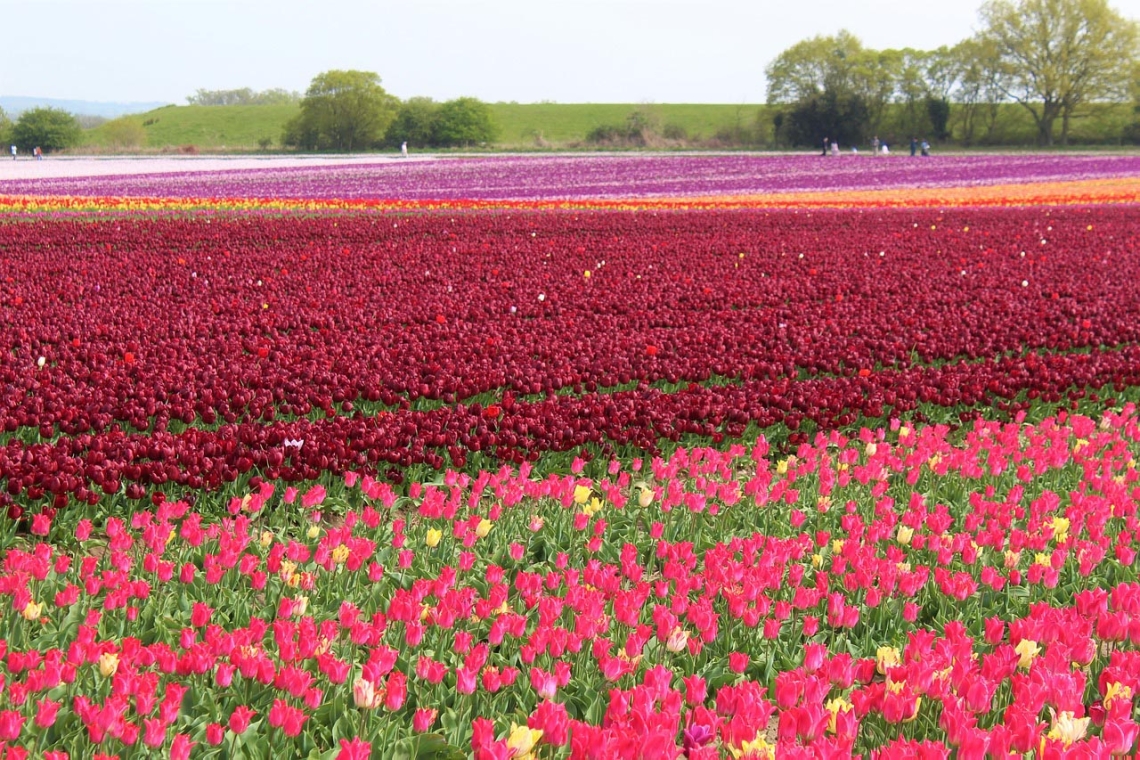 Norfolk tulip field