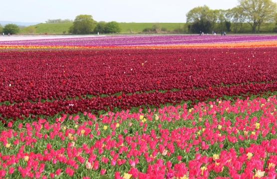 Norfolk tulip field